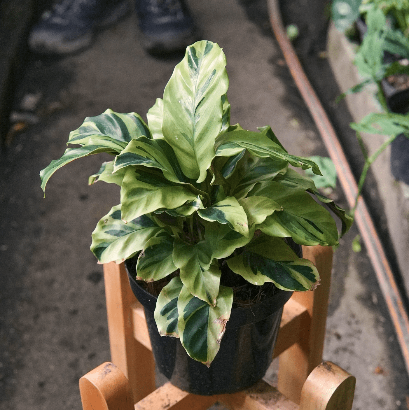 Calathea Thai Beauty - Vivero Florecer