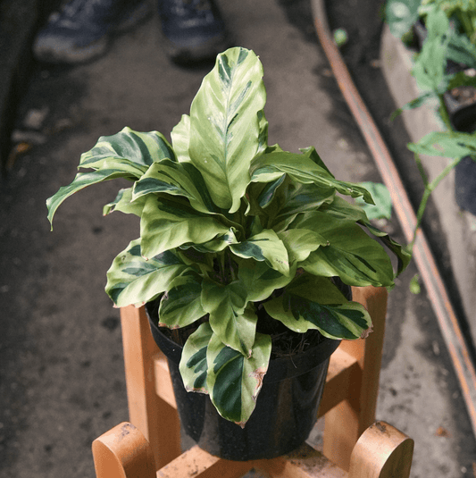Calathea Thai Beauty - Vivero Florecer