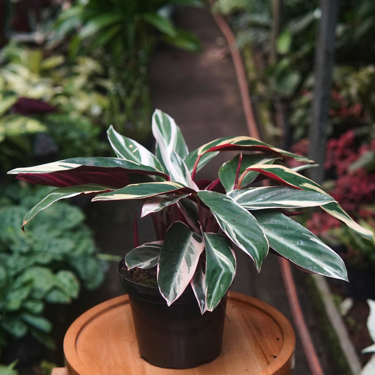 Calathea Triostar - Vivero Florecer