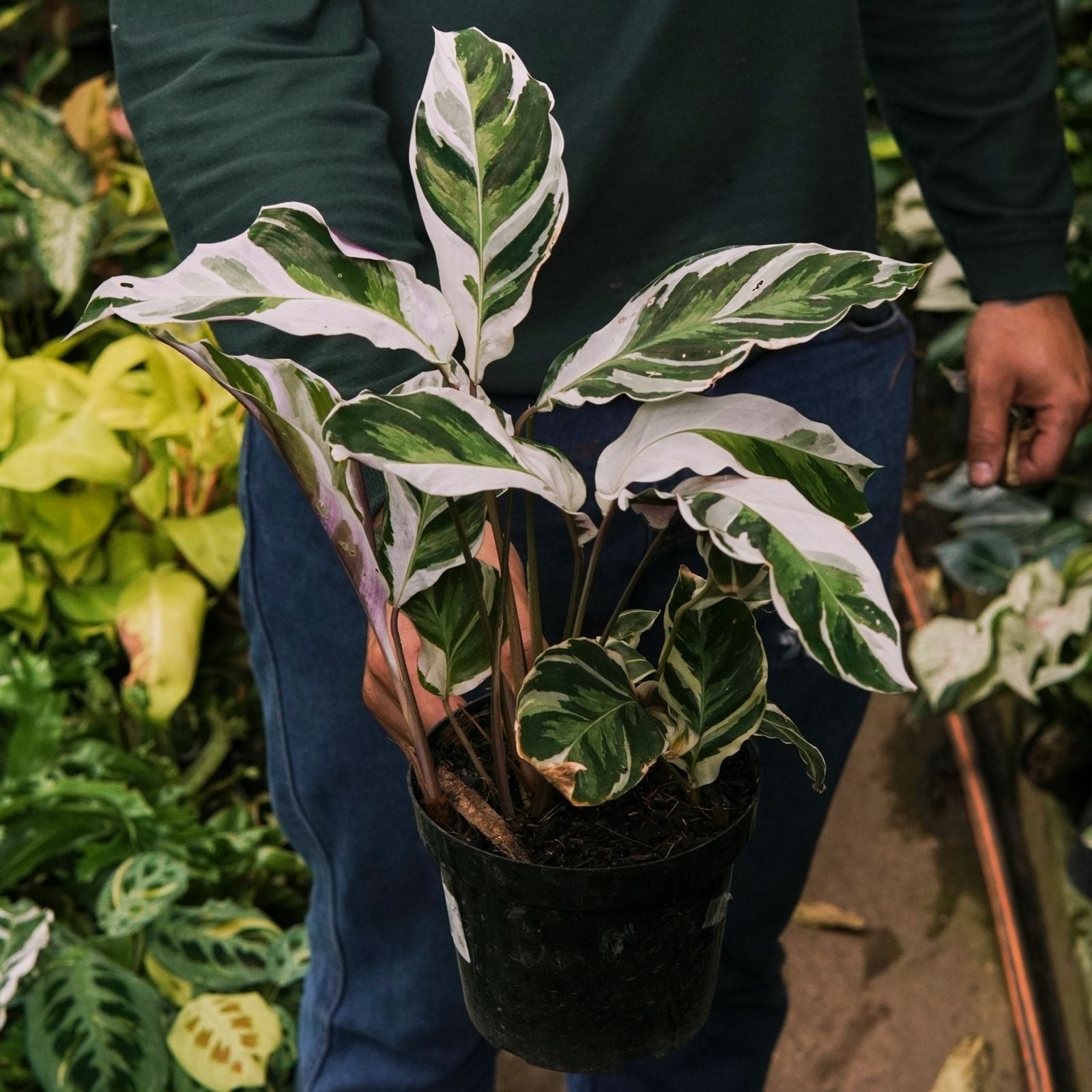 Calathea White Fusion - Vivero Florecer