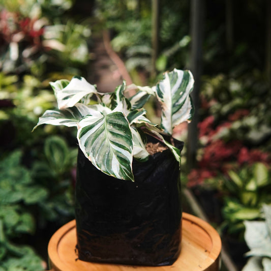 Calathea White Fusion - Vivero Florecer