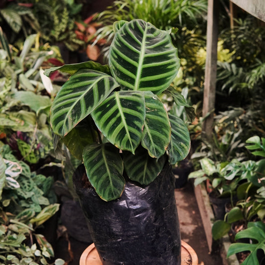 Calathea Zebrina - Vivero Florecer