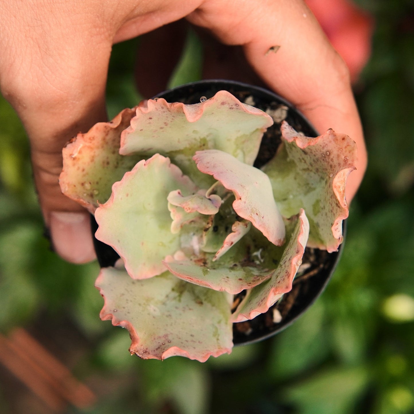 Can Can - Vivero Florecer