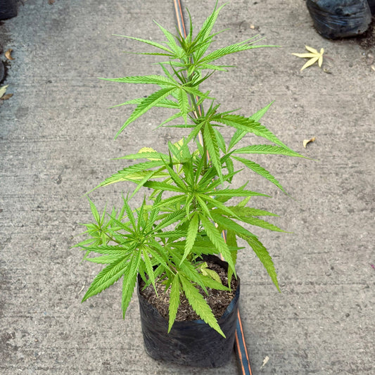 Cannabis - Vivero Florecer