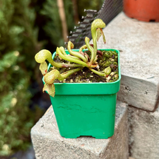 Carnívora Darlingtonia Californica - Vivero Florecer