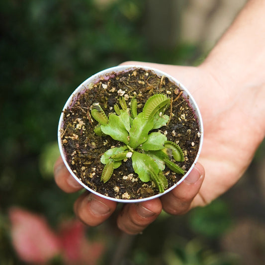Carnivora Dionea Venus Atrapamoscas - Vivero Florecer
