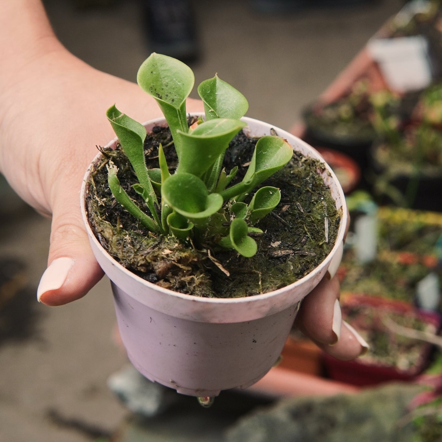 Carnívora Heliamphora - Vivero Florecer