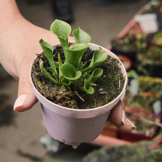 Carnívora Heliamphora - Vivero Florecer