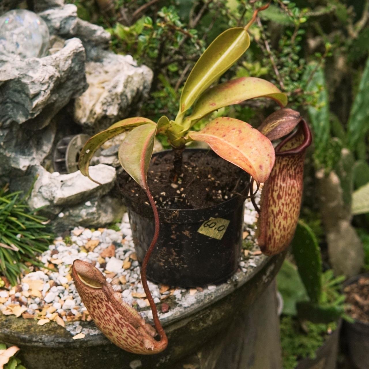 Carnívora Nepenthes - Vivero Florecer