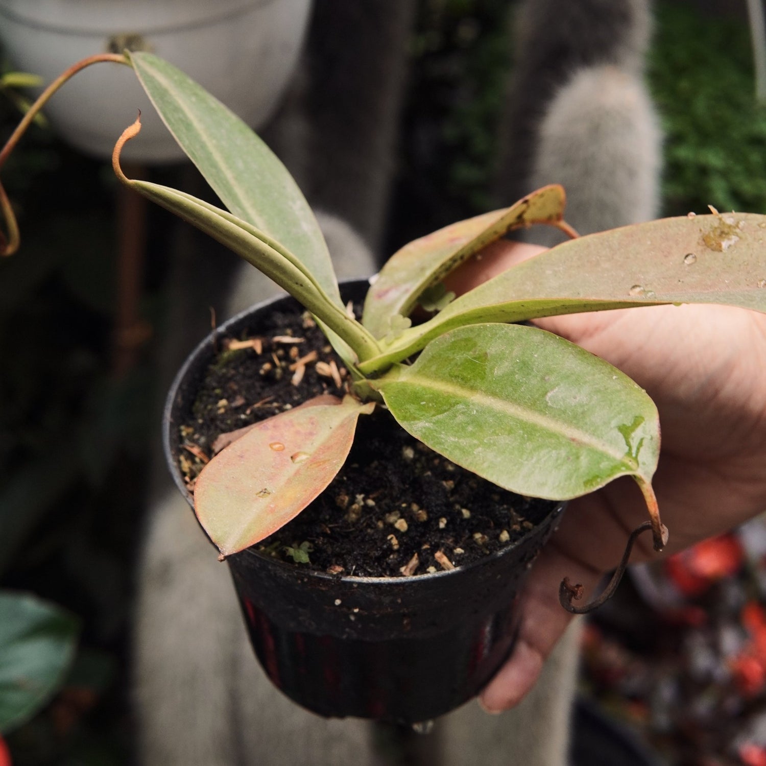 Carnívora Nepenthes - Vivero Florecer