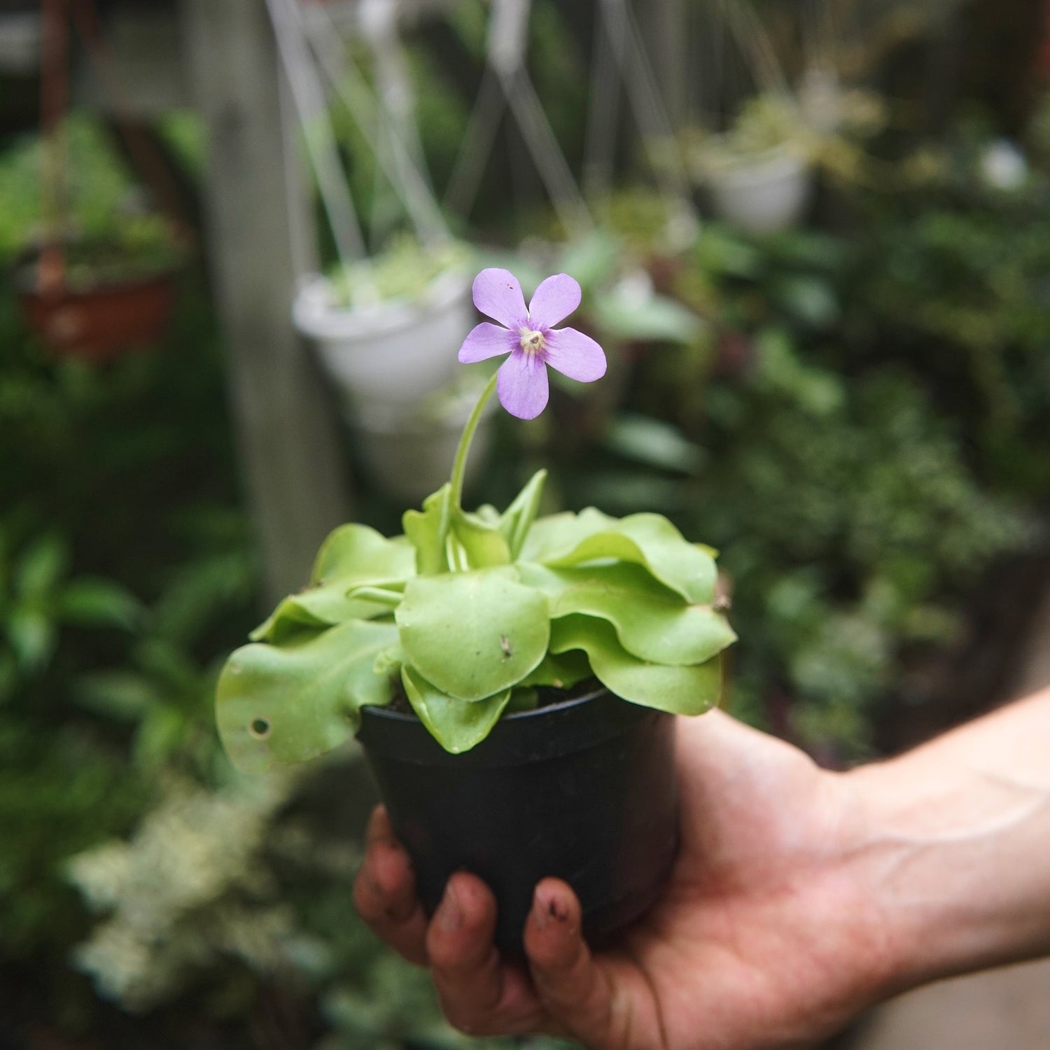 Carnivora Pinguicola - Vivero Florecer