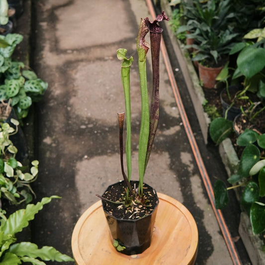 Carnívora Sarracenia Judith Hindle Grande - Vivero Florecer