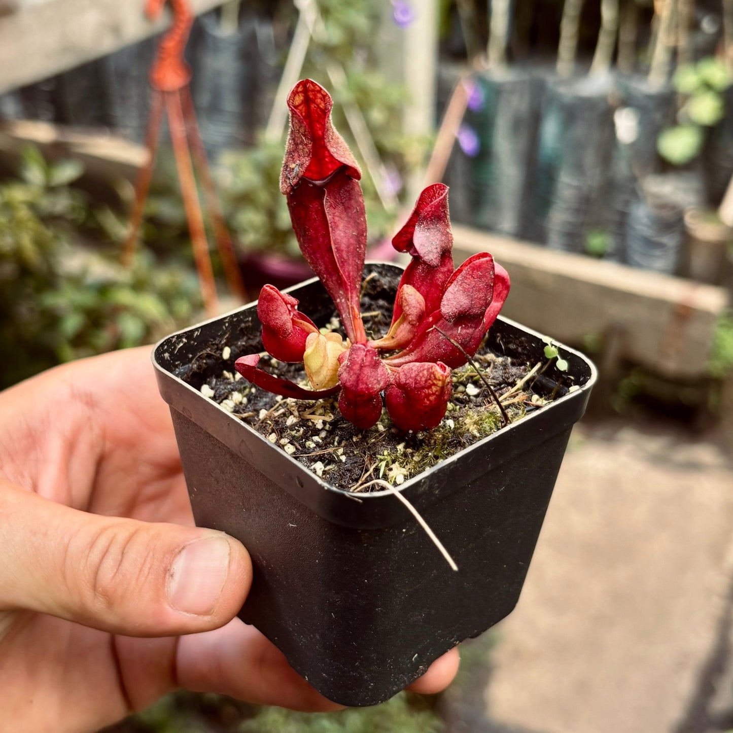 Carnívora Sarracenia Purpurea - Vivero Florecer