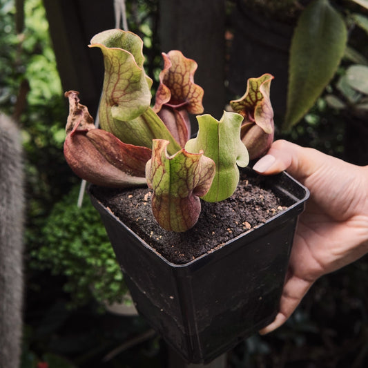Carnívora Sarracenia Purpurea Grande - Vivero Florecer