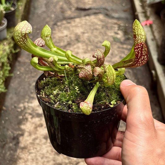 Carnívora Sarracenia Scarlet Belle - Vivero Florecer