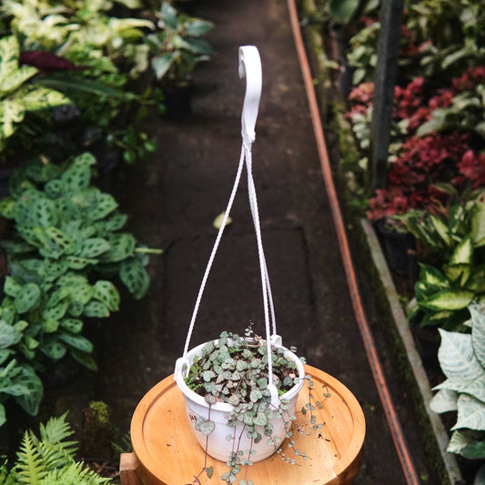 Ceropegia Woodii - Vivero Florecer