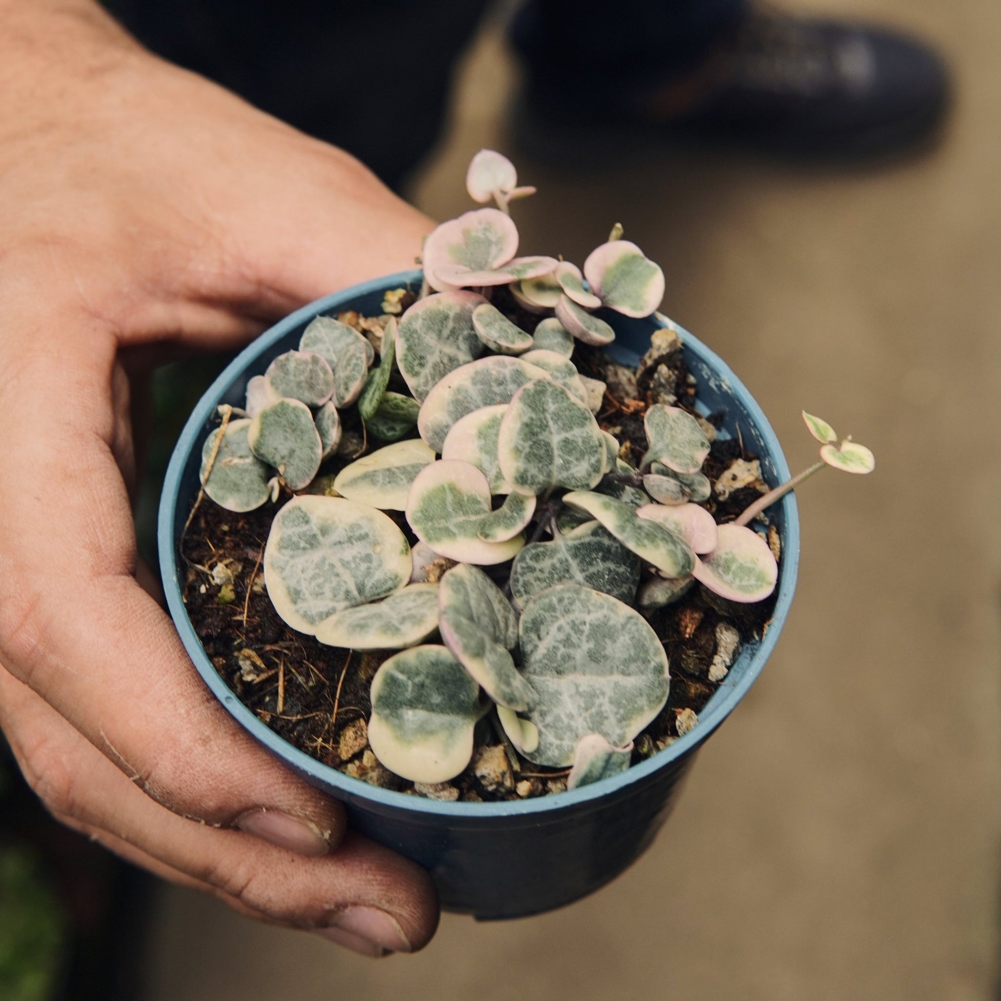 Ceropegia Woodii Variegada - Vivero Florecer