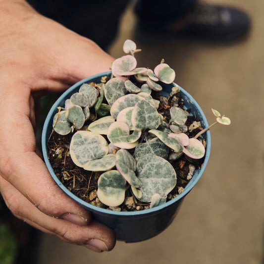 Ceropegia Woodii Variegada - Vivero Florecer