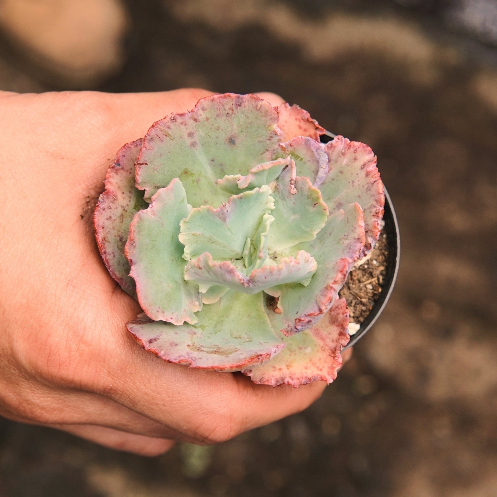 Chantilly - Vivero Florecer