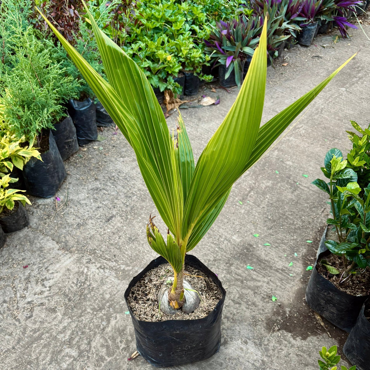 Cocos Nucifera “Palma De Coco” - Vivero Florecer