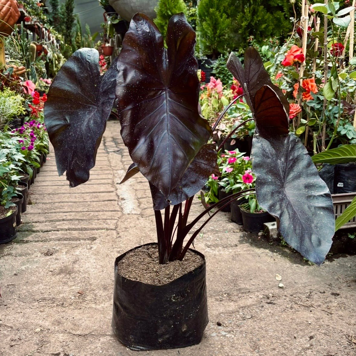 Colocasia Coral Black - Vivero Florecer