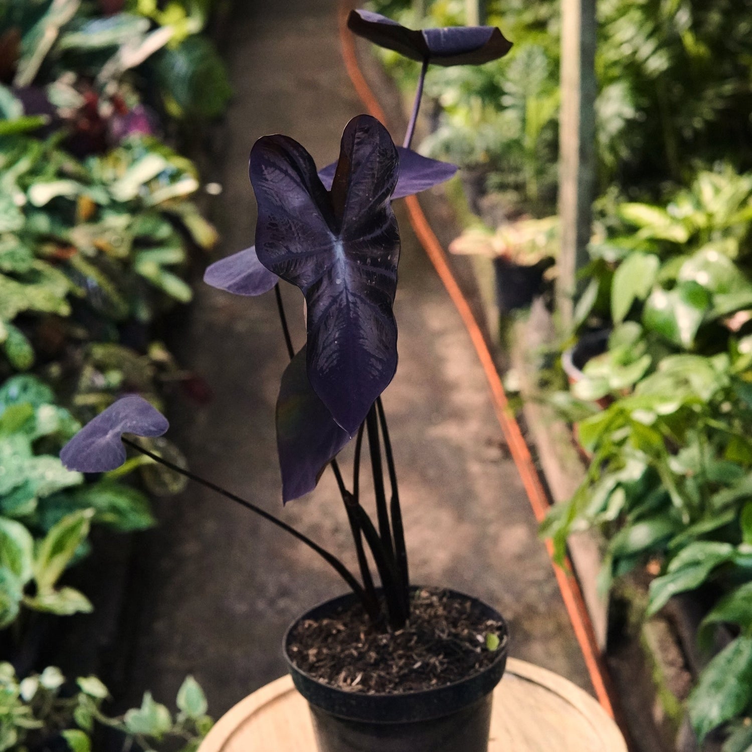 Colocasia Coral Black - Vivero Florecer