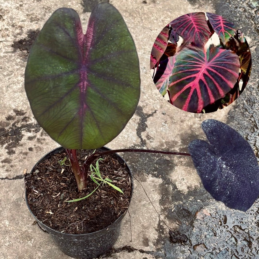 Colocasia Ghost Rider - Vivero Florecer