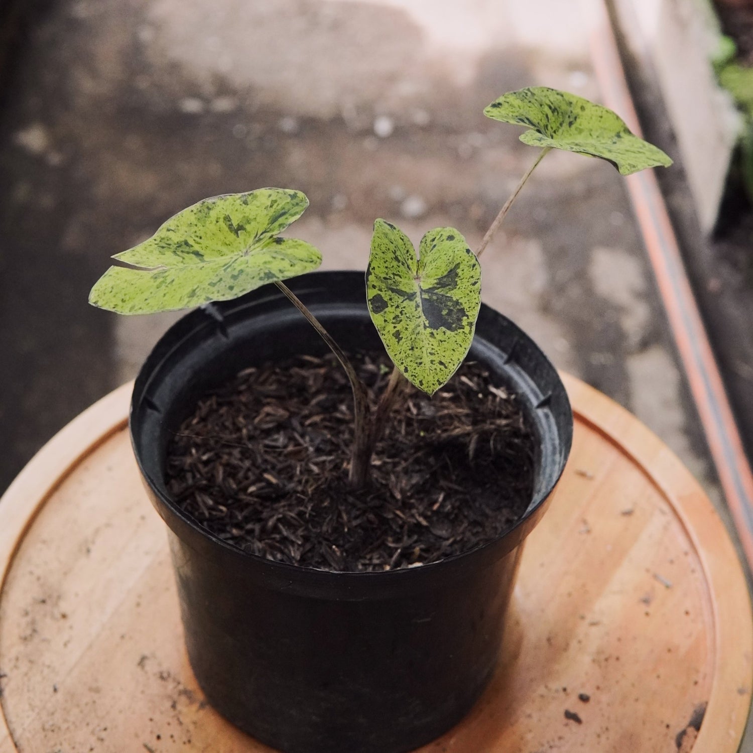 Colocasia Mojito Pequeña - Vivero Florecer