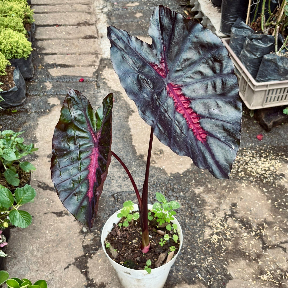 Colocasia Redemption - Vivero Florecer