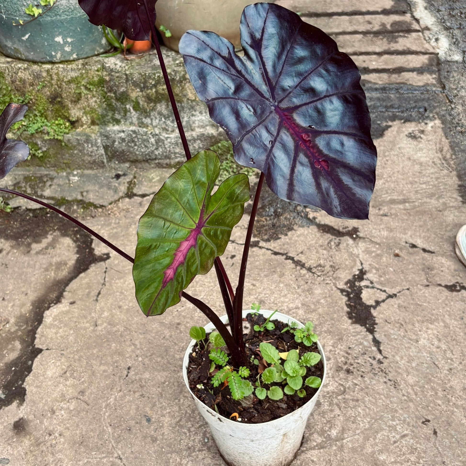 Colocasia Redemption - Vivero Florecer
