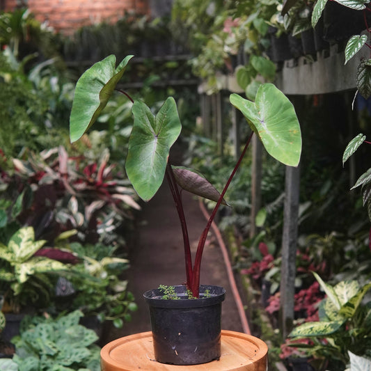 Colocasia Sangria - Vivero Florecer