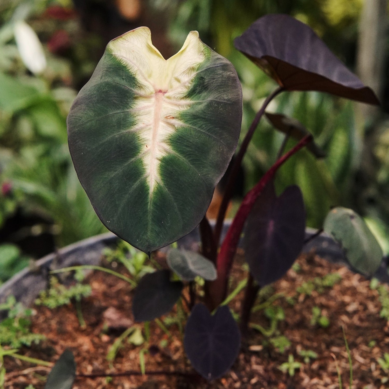 Colocasia Tropical Storm - Vivero Florecer