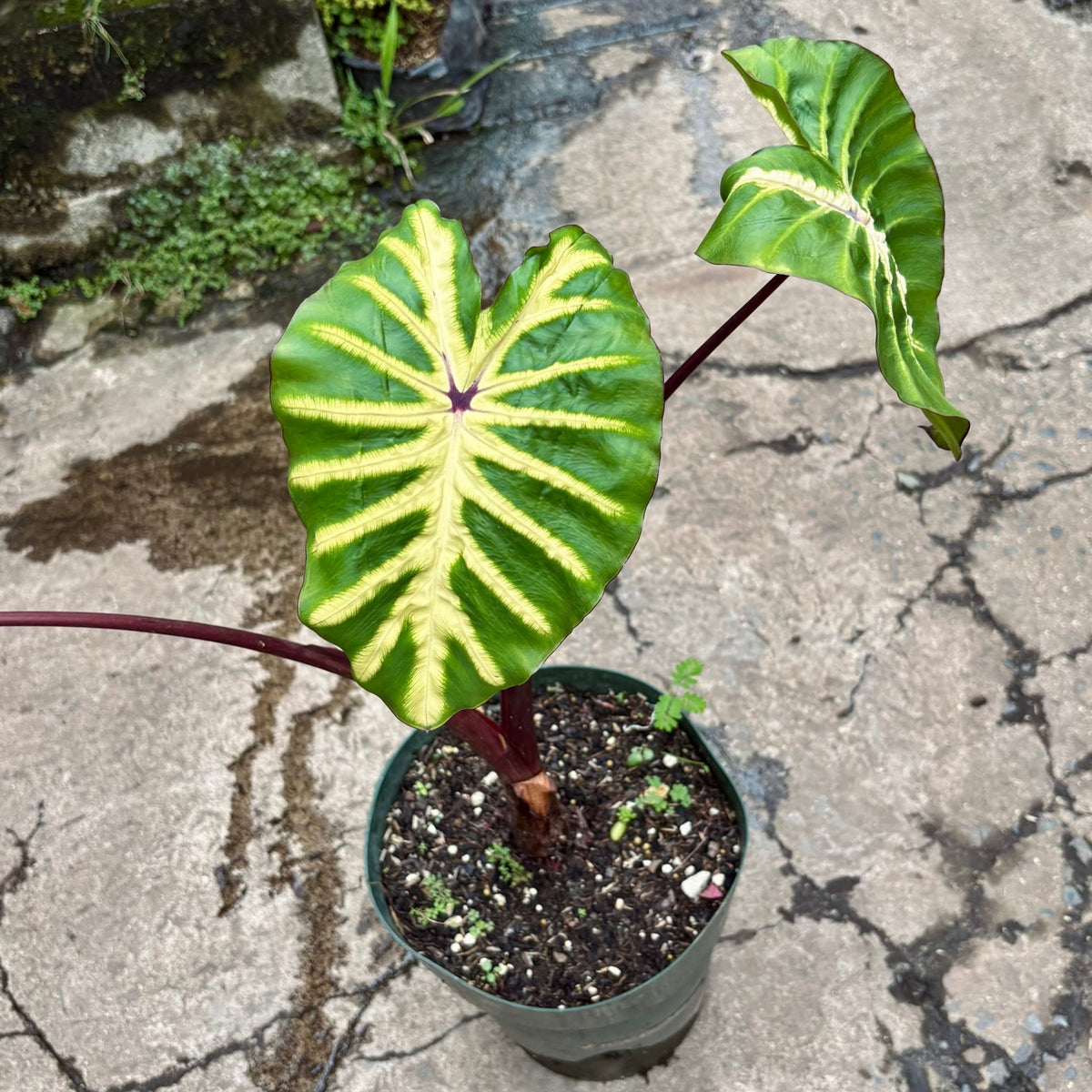 Colocasia White Lava - Vivero Florecer