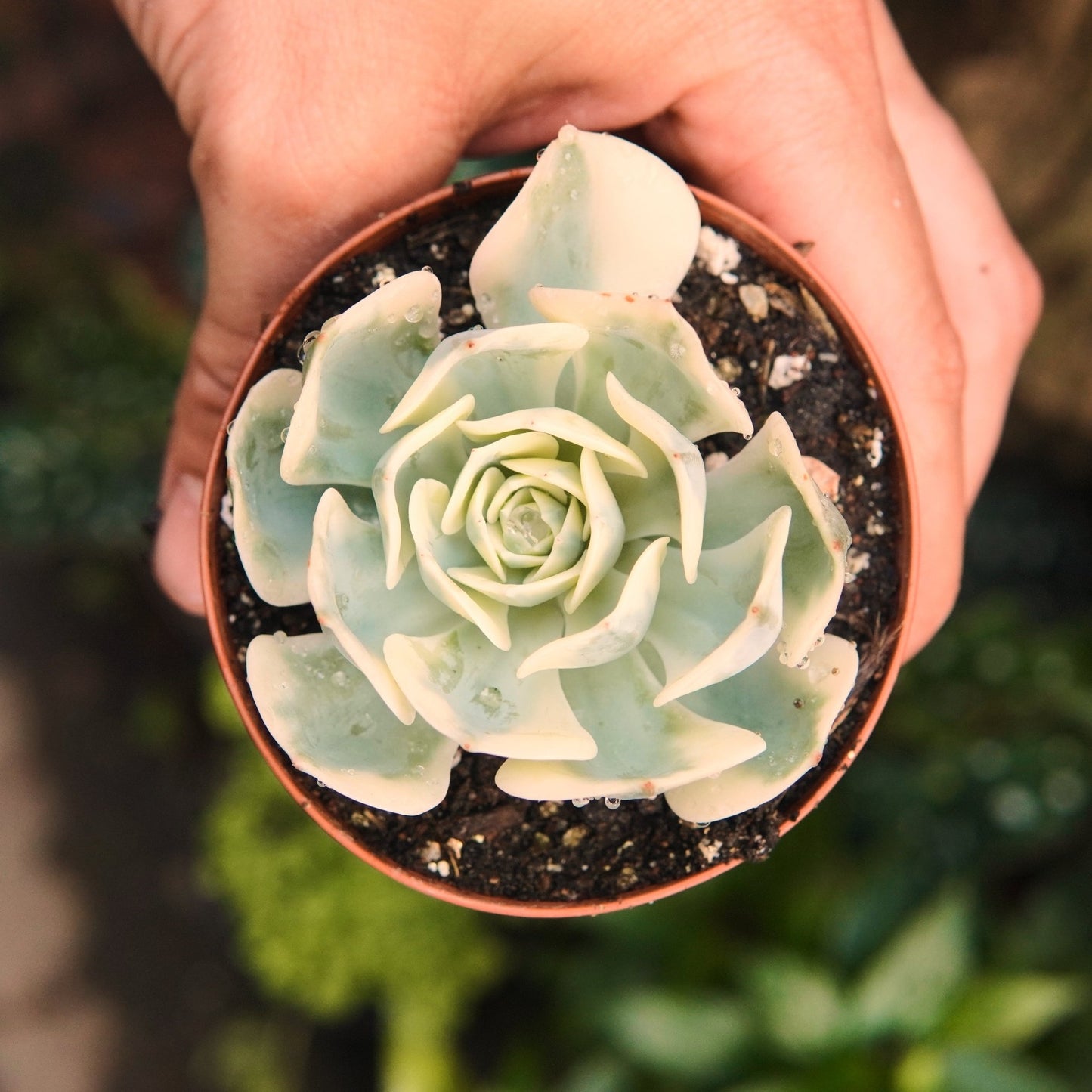 Compton Carousel - Vivero Florecer