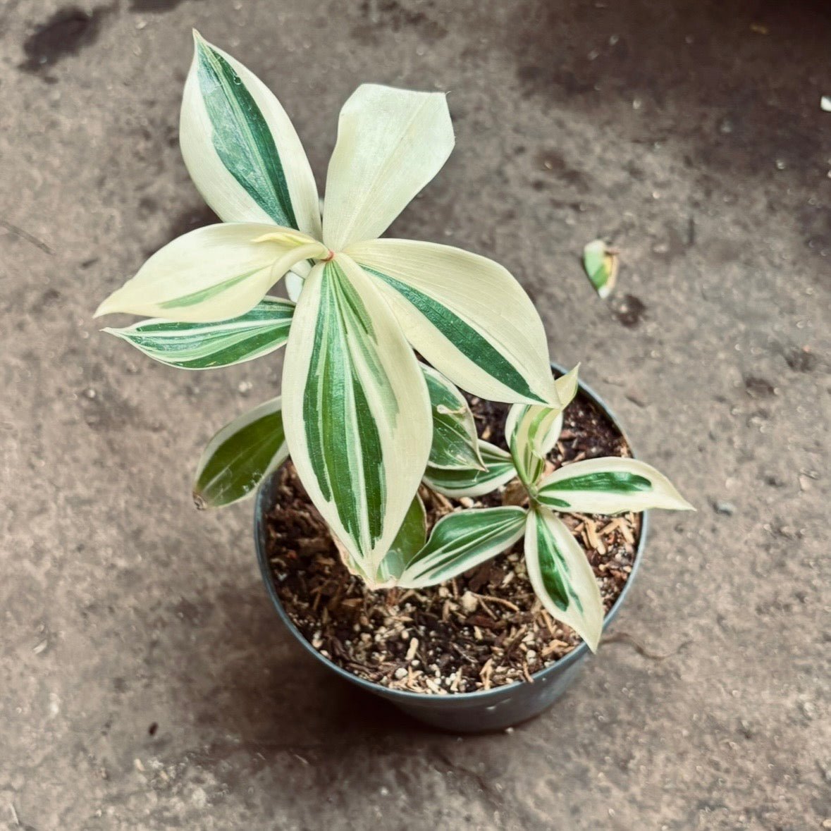 Costus Arabica Variegada - Vivero Florecer