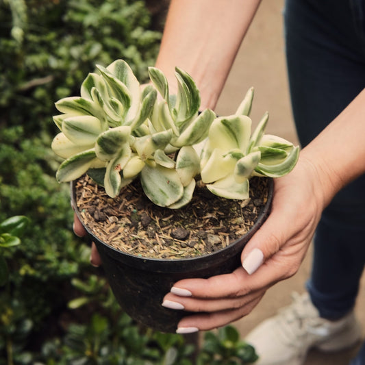 Crassula Ovata Variegada “Jade Variegado” - Vivero Florecer