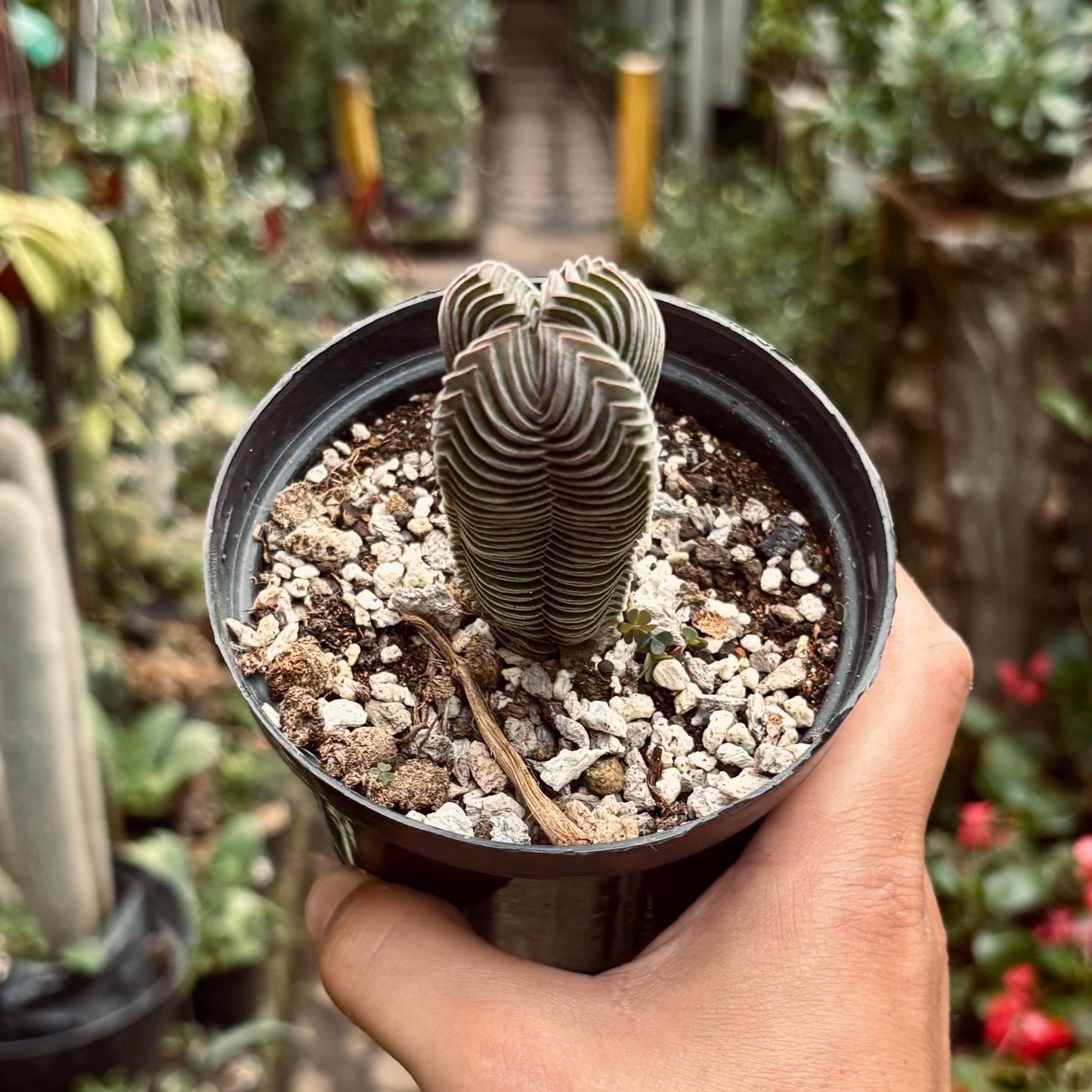 Crassula Templo de Buda - Vivero Florecer
