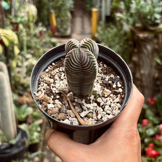 Crassula Templo de Buda - Vivero Florecer