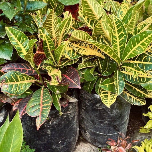 Crotón - Vivero Florecer