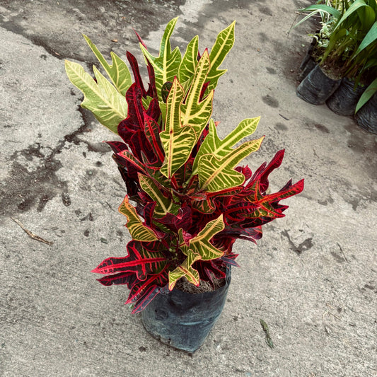 Croton Exótico - Vivero Florecer
