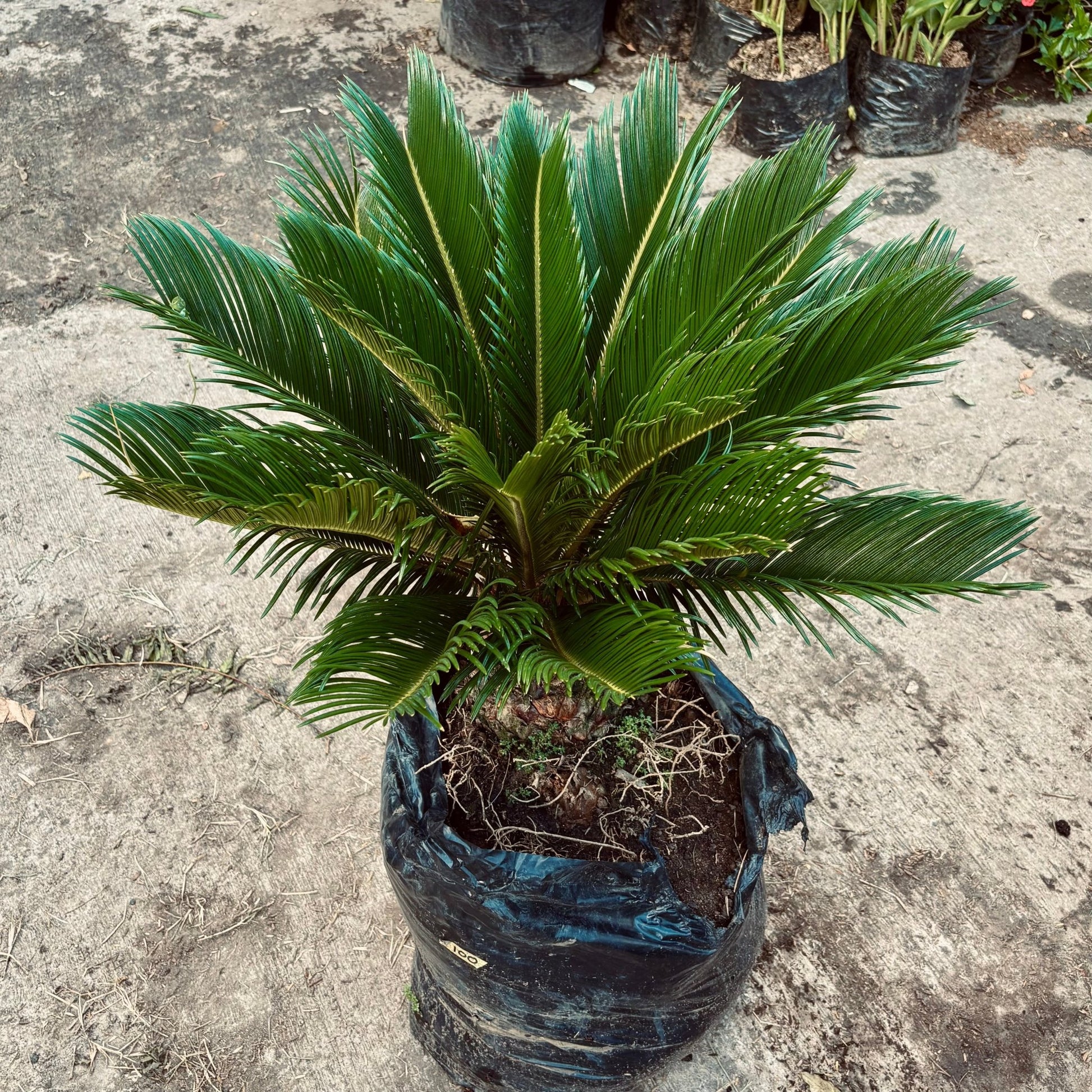 Cycas Revoluta - Vivero Florecer