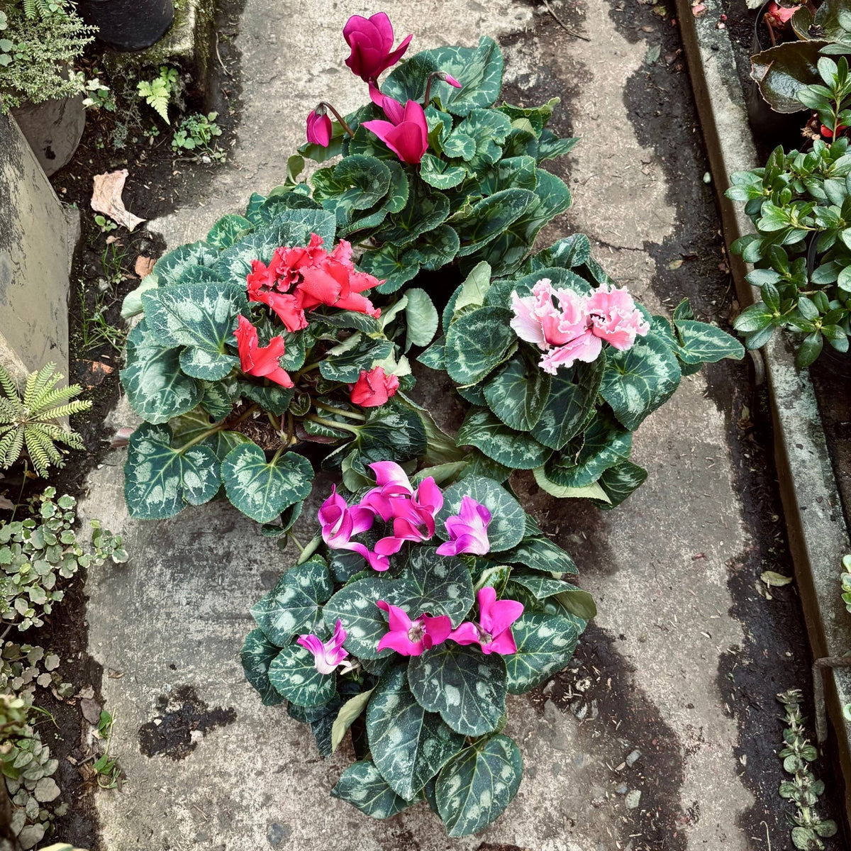 Cyclamen “Violeta De Los Alpes” - Vivero Florecer