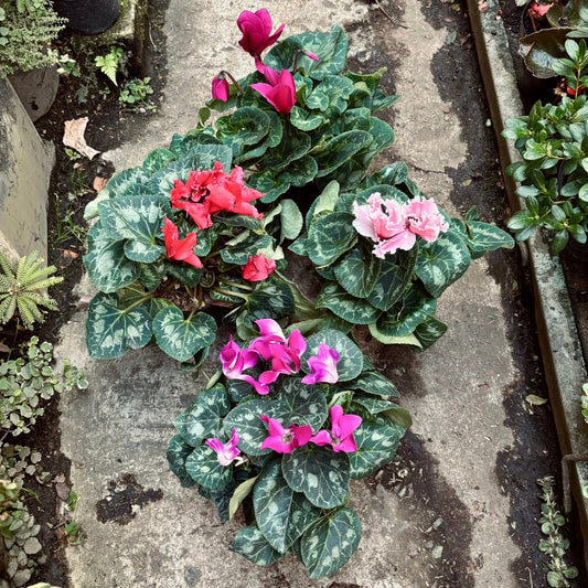 Cyclamen “Violeta De Los Alpes” - Vivero Florecer