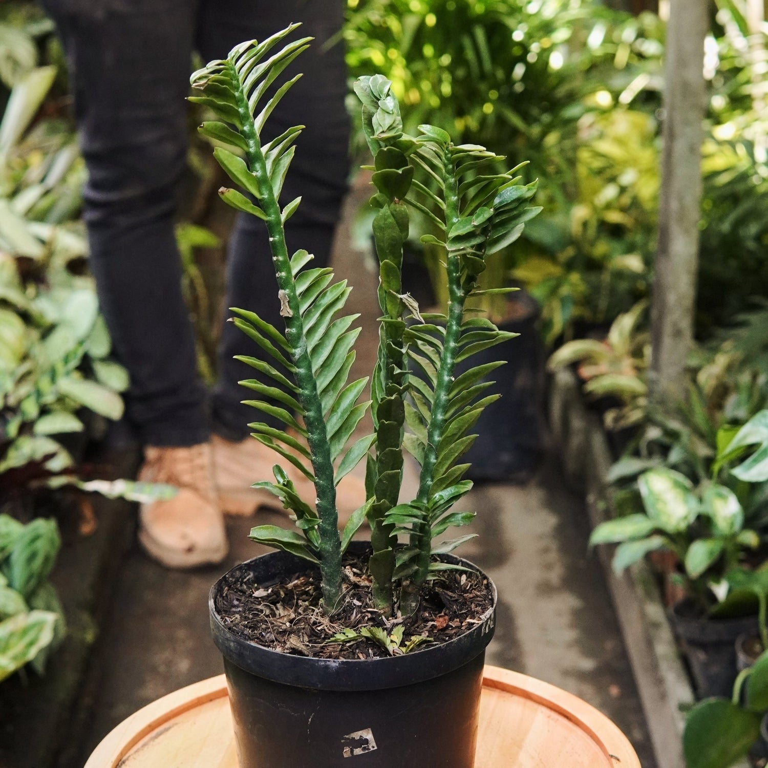 Dichaea Pendula - Vivero Florecer