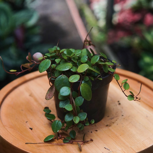 Dichondra Repens Centavito - Vivero Florecer