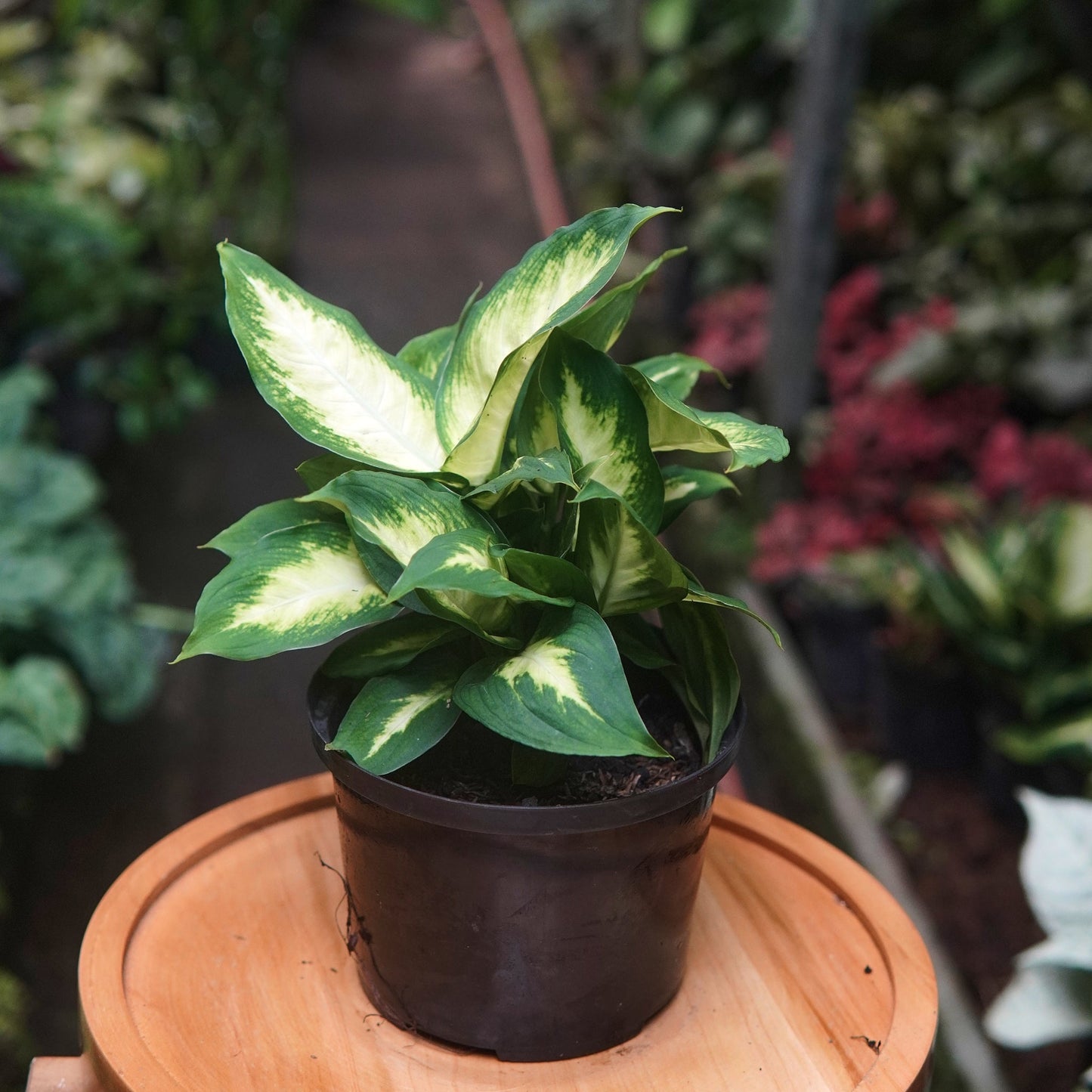 Dieffenbachia Camila - Vivero Florecer