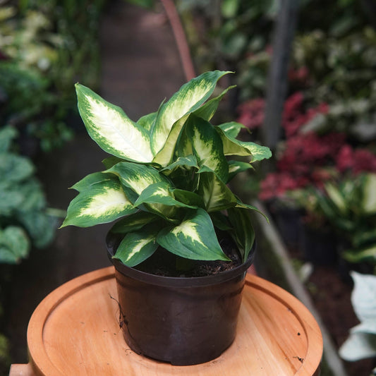 Dieffenbachia Camila - Vivero Florecer