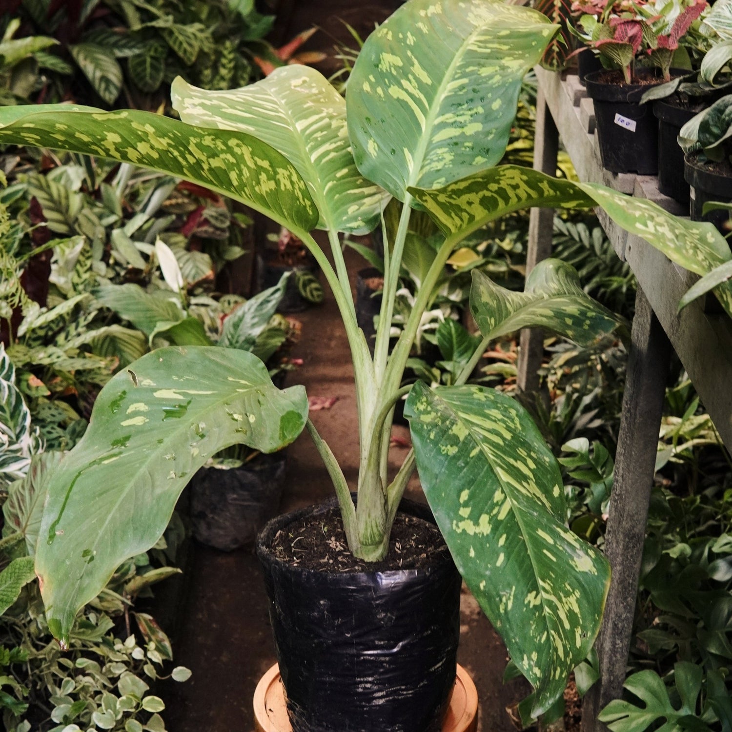 Dieffenbachia Mayan Jade - Vivero Florecer