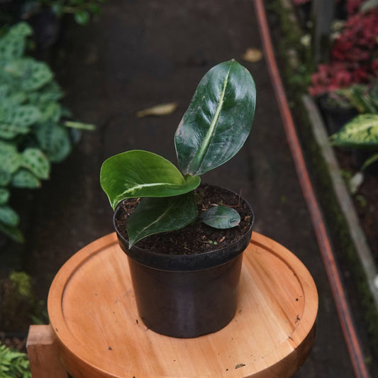 Dieffenbachia Oerstedii - Vivero Florecer