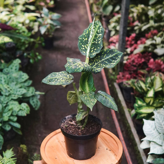 Dieffenbachia Reflector - Vivero Florecer